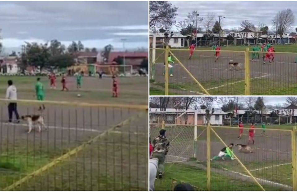A dog scored in a amateur game in Chile