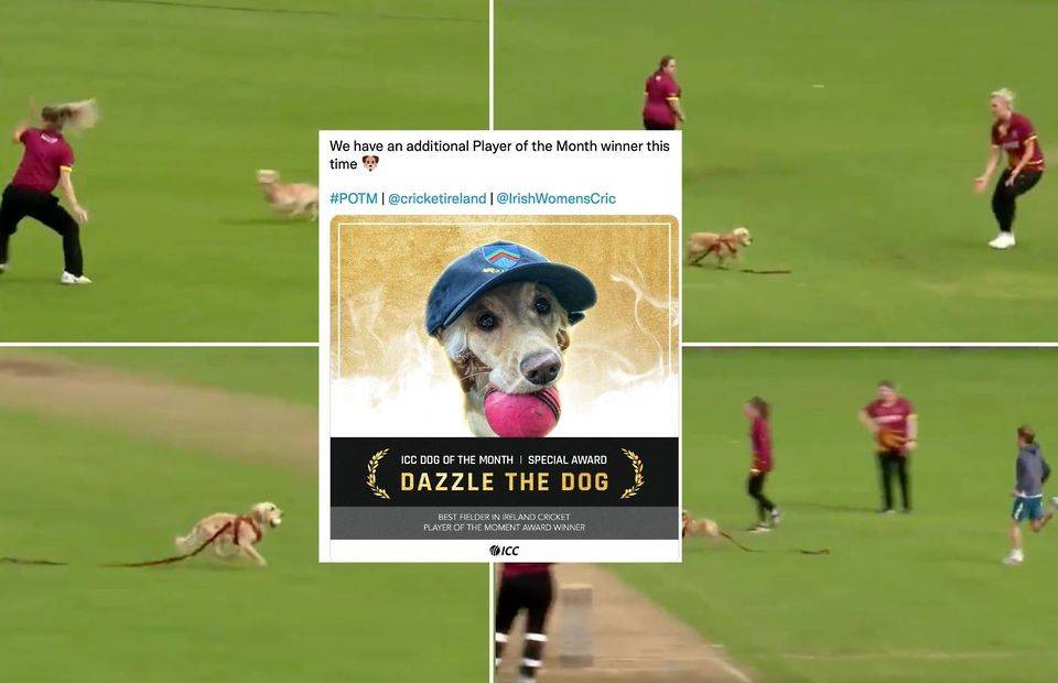 Pembroke Cricket dog