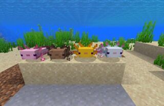 Here's a complete guide to catching an Axolotl in Minecraft