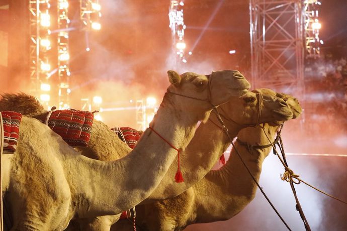 Camel WWE