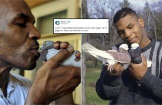 mike-tyson-pigeons-boxing-tweet-goes-viral