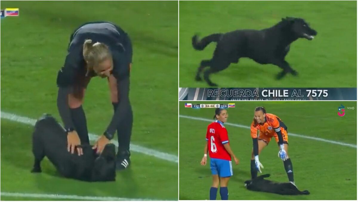 Perro invade estadio durante partido Chile vs Venezuela y se niega a irse